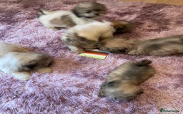 Lhasa Apso dogs for sale: Lhasa Apso Puppies 🐶  - Image 31