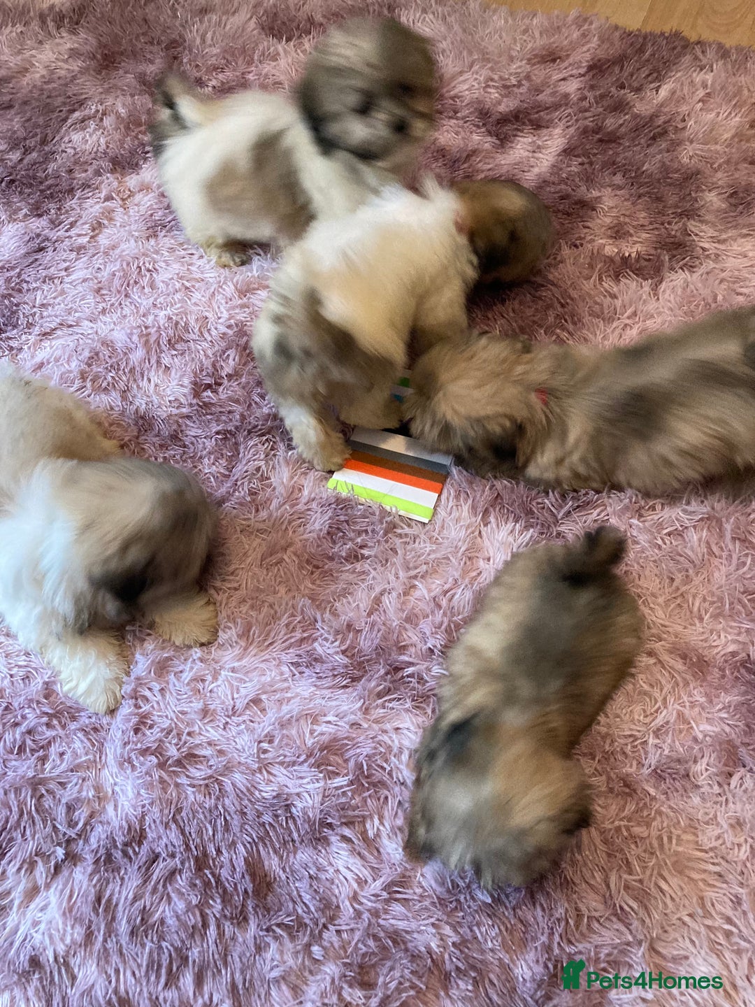 Lhasa Apso dogs for sale: Lhasa Apso Puppies 🐶  - Image 31