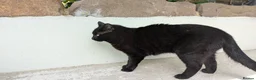 Mixed Breed cats for sale: adult female cat for sale - Advert 3