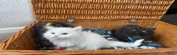 Mixed Breed cats for sale: Stunning kittens for sale  - Advert 9