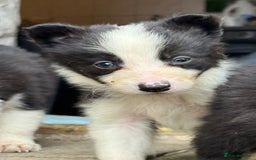 Border Collie dogs for sale: 3 gorgeous border collie puppies  - Image 9