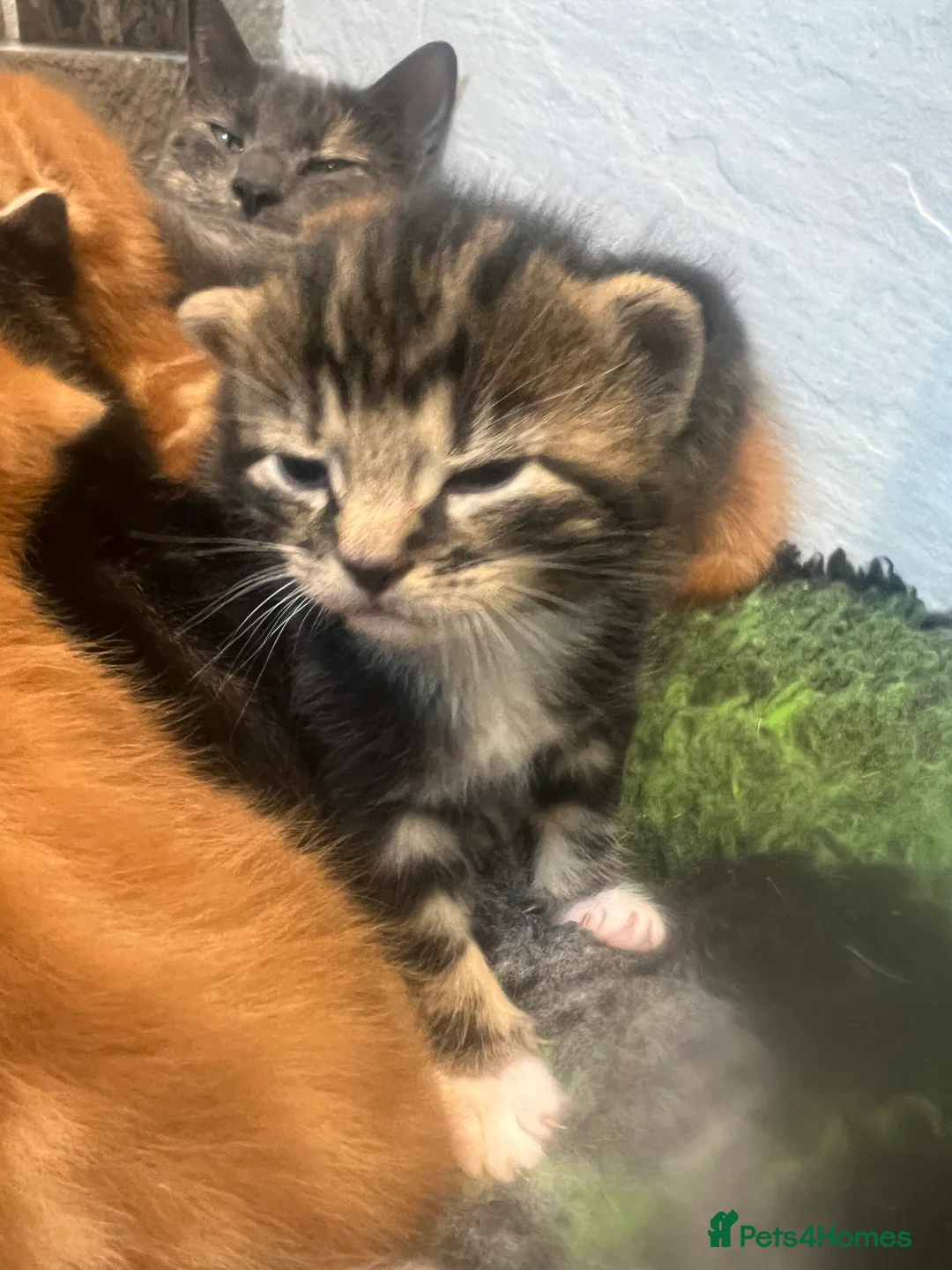 Mixed Breed cats for sale: READY TO RESERVE   in Southampton - Advert 5