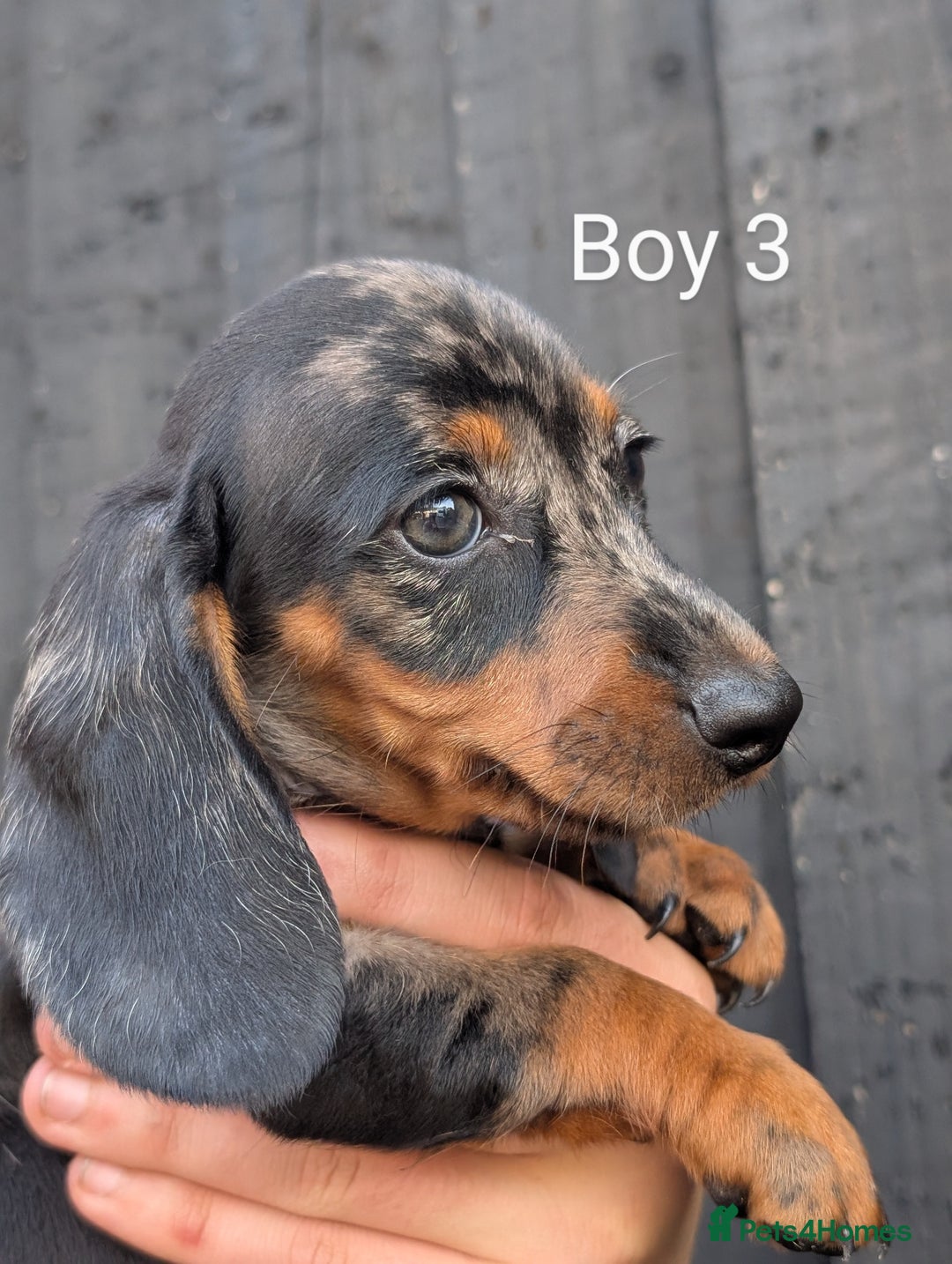 Miniature Dachshund dogs for sale: Mini dachshund puppies - Image 13