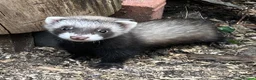 Ferret rodents for sale: Baby Ferrets for sale ready now - Advert 2