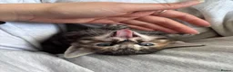 Bengal cats for sale: Mixed Bengal Kittens - Advert 18