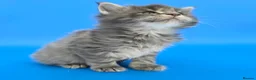 Maine Coon cats for sale: Tica Beautiful Maine Coon Kittens  - Advert 12