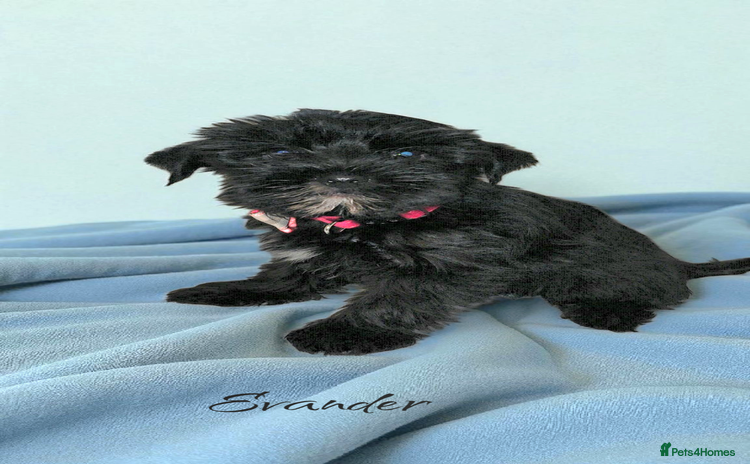Yorkshire Terrier dogs - Advert 7