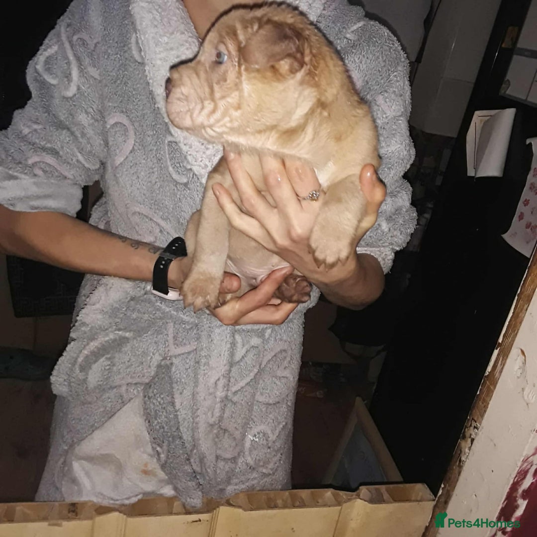 Mixed Breed dogs for sale: Bull-pei puppies - Advert 3