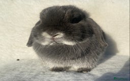 Mini Lop rabbits for sale: 3 pretty does needing new homes - Advert 6