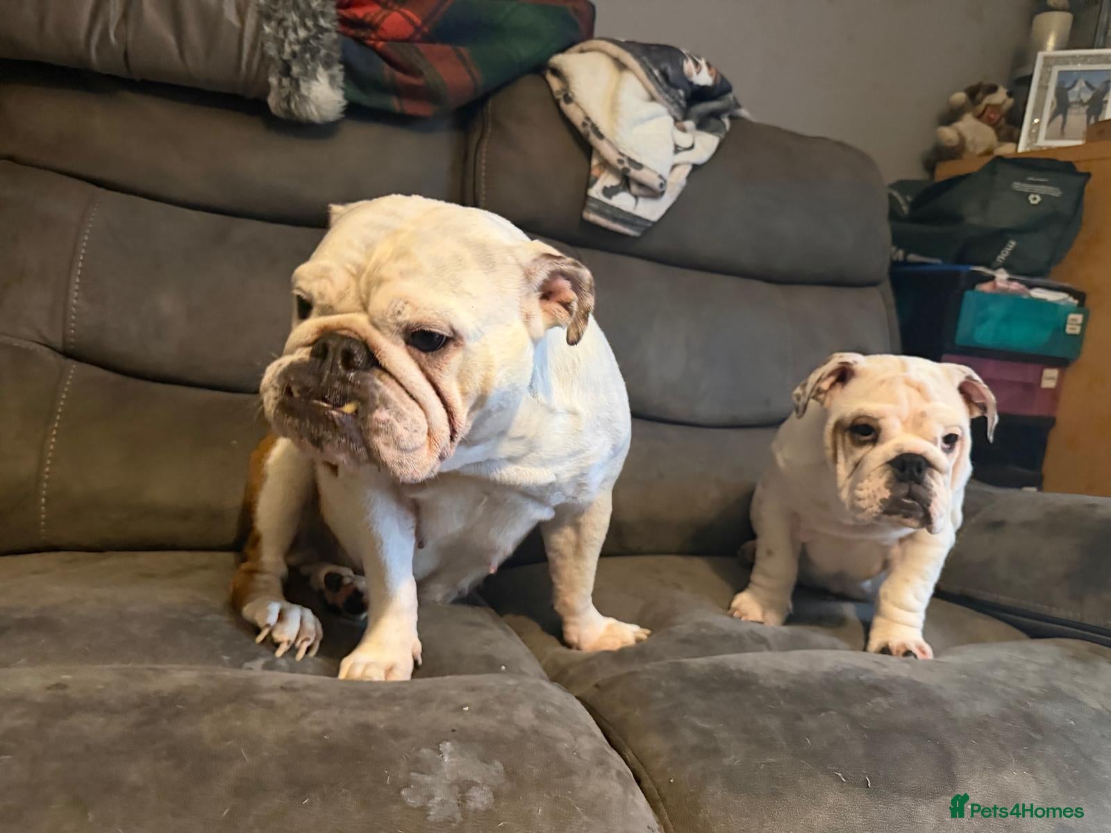 English Bulldog dogs White British bulldog bitch. - Advert 9