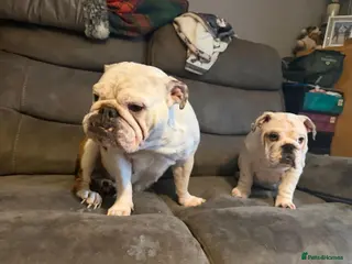 English Bulldog dogs White British bulldog bitch. - Advert 14