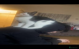 British Shorthair cats for sale: 2 brothers looking for new home - Image 4