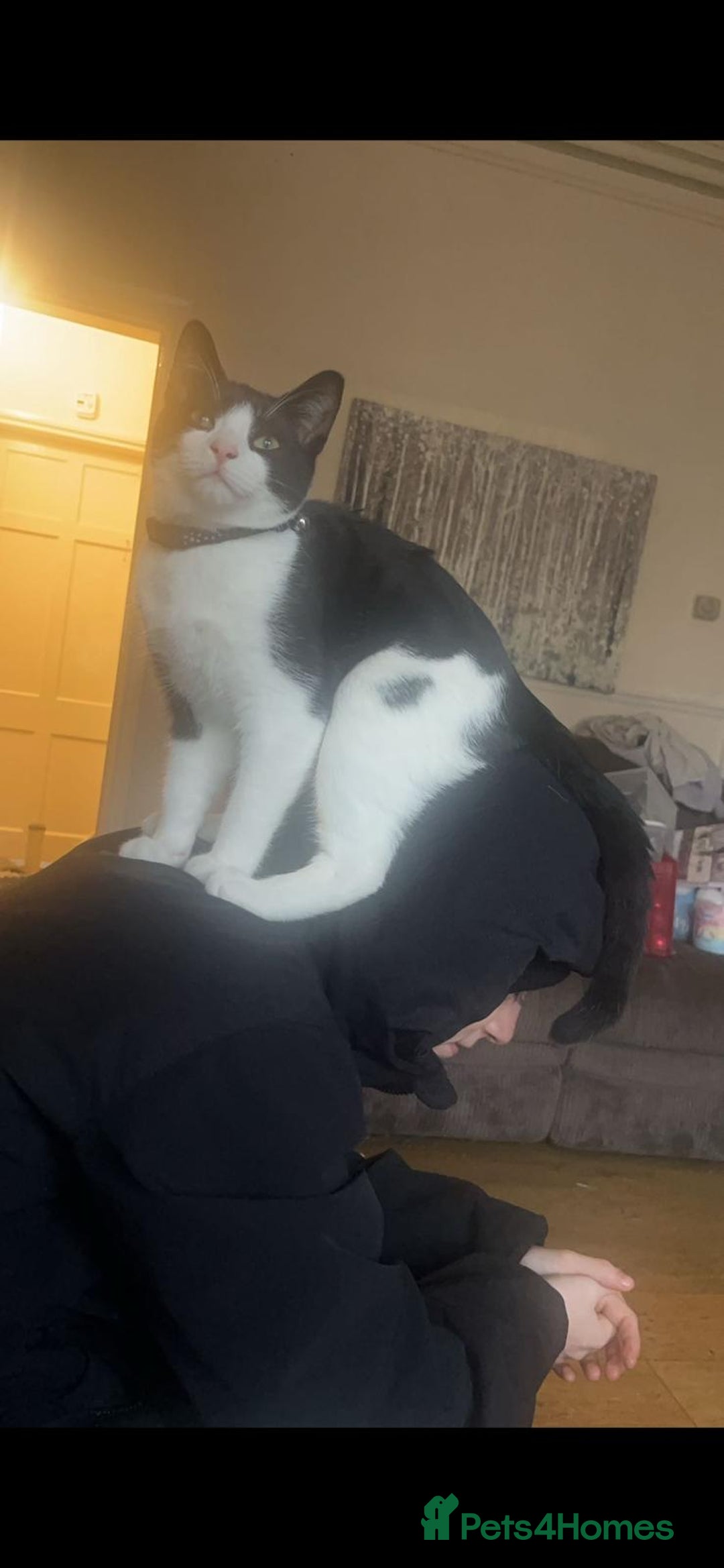 British Shorthair cats for sale: 2 brothers looking for new home - Image 4