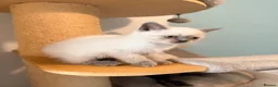 British Shorthair cats for sale: Beautiful Colour point kittens available now! - Advert 14