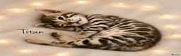 Bengal cats for sale: 🎬 Little Leopard Diaries | TICA BENGAL KITTENS 💎 - Advert 7