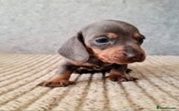 Miniature Dachshund dogs for sale: 💜Stunning miniature daschunds babys💜 - Image 5