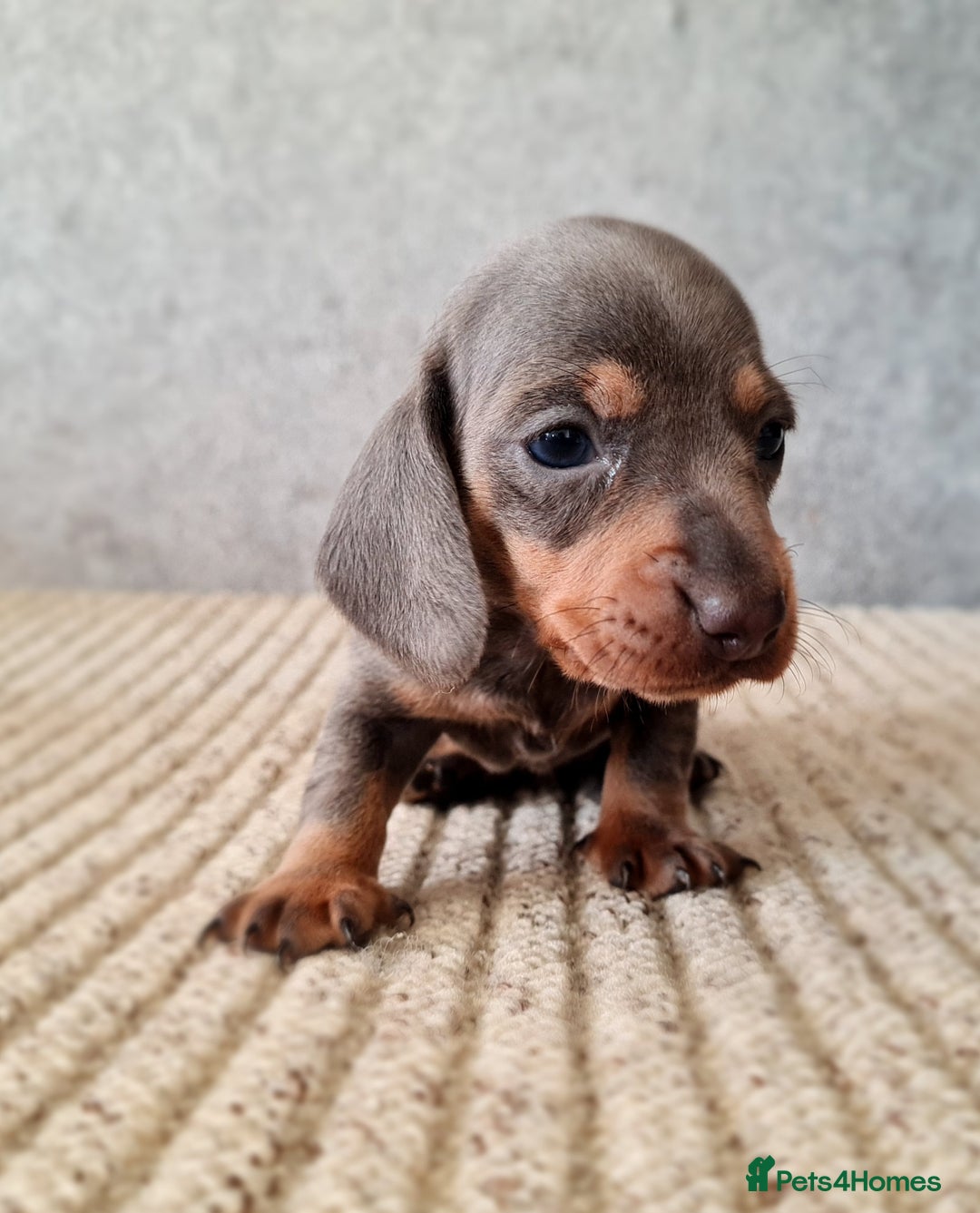 Miniature Dachshund dogs for sale: 💜Stunning miniature daschunds babys💜 - Image 5