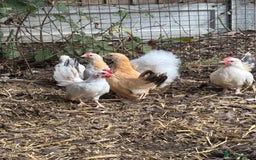 Chickens poultry for sale: Serama boys FREE - Image 3