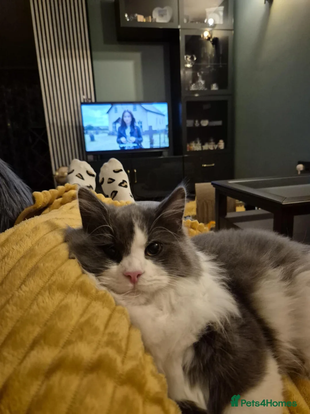 Norwegian Forest Cat cats for stud: Fluffy Romeo Seeking His Juliet – Meet Felix! in Bristol - Advert 12