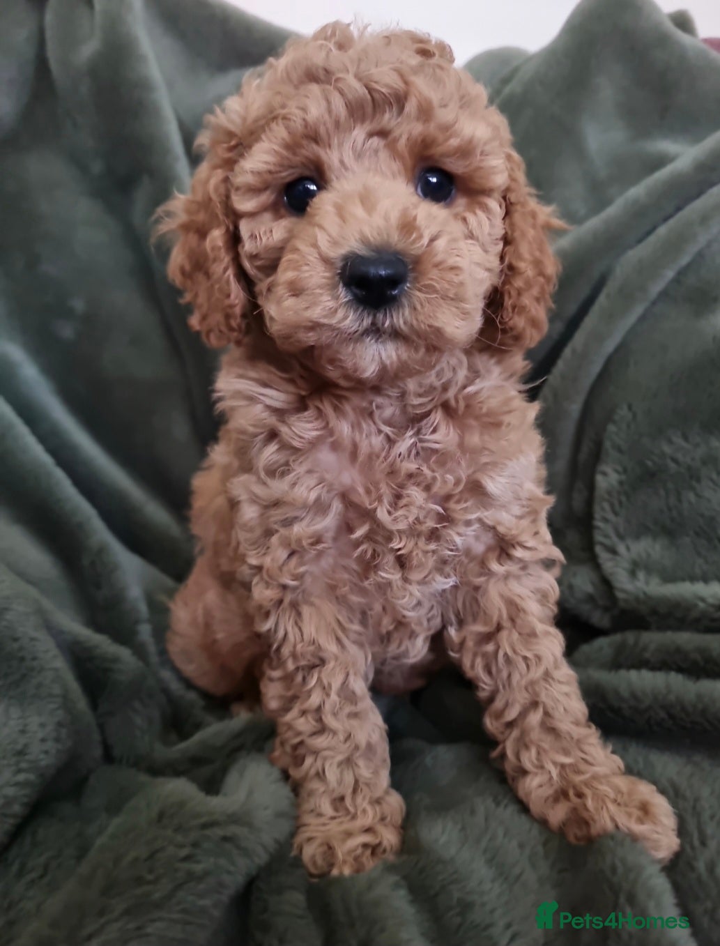 Maltipoo dogs Beautiful Maltipoo Puppies ,hypoallergenic.  - Advert 4