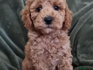 Maltipoo dogs Beautiful Maltipoo Puppies ,hypoallergenic. - Advert 4