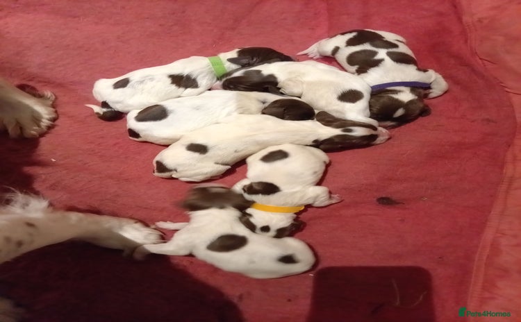 English Springer Spaniel dogs - Advert 3