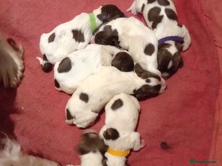 English Springer Spaniel dogs - Advert 1