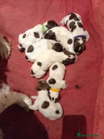 English Springer Spaniel dogs - Advert 3