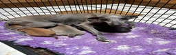 Italian Greyhound dogs for sale: 2 gorgeous Italian Greyhound boys. - Advert 6