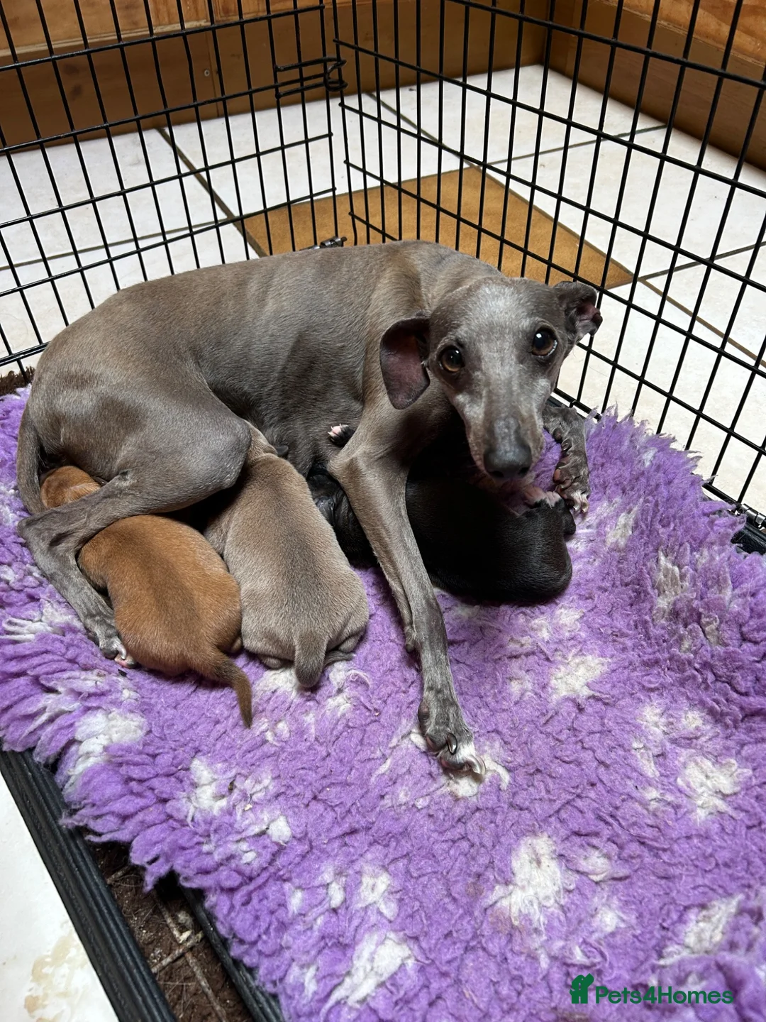 Italian Greyhound dogs for sale: 2 gorgeous Italian Greyhound boys. - Advert 6