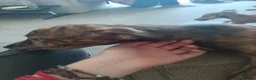 Lurcher dogs for sale: Beautiful Working Stock Male Lurcher Puppy - Advert 5
