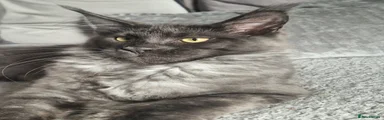 Maine Coon 1