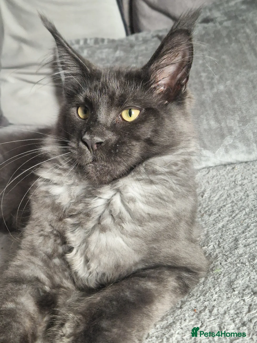 Maine Coon cats for sale: Polydactal male kitten  - Advert 7