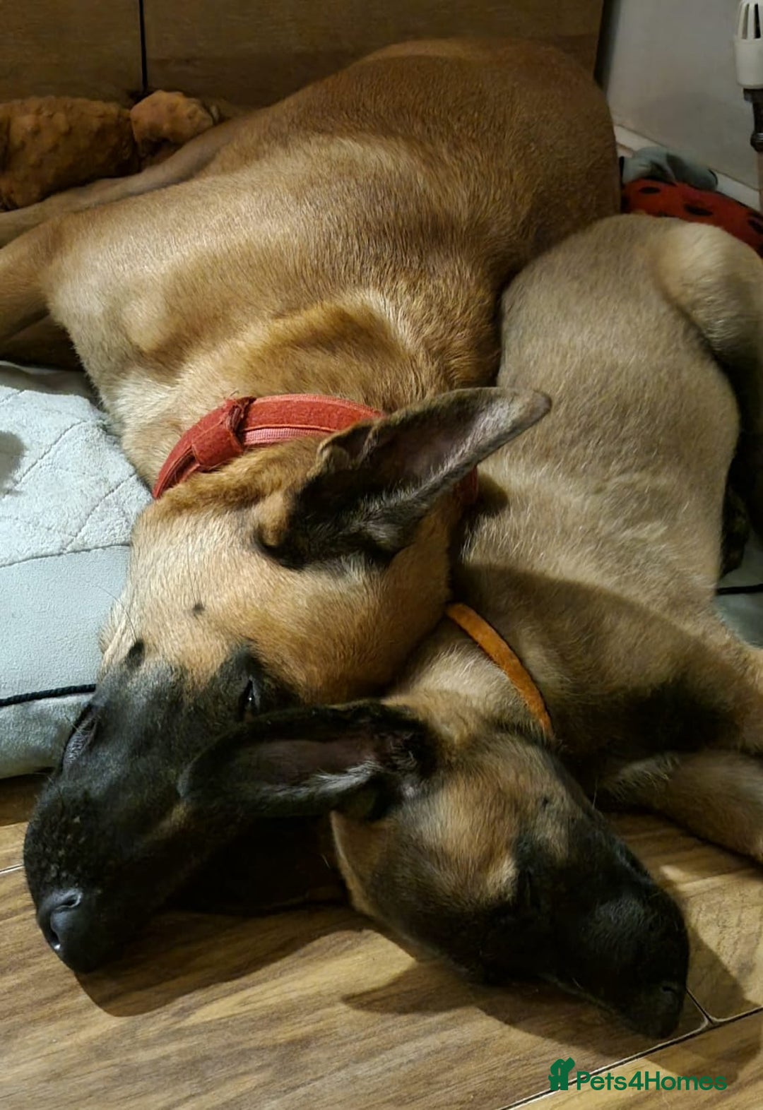 Belgian Shepherd Dog dogs for sale: Stunning Belgian Malinois Puppies - Advert 9