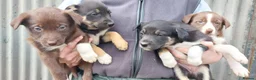 Mixed Breed dogs for sale: 3/4 border collie pups  in West Linton - Advert 1