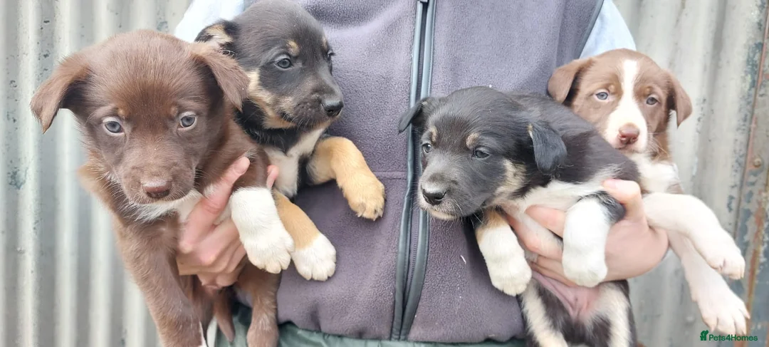 Mixed Breed dogs for sale: 3/4 border collie pups  in West Linton - Advert 1