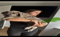 Mixed Breed dogs for sale: TRI MERLE CANE CORSO PUPPIES FOR SALE - Image 30