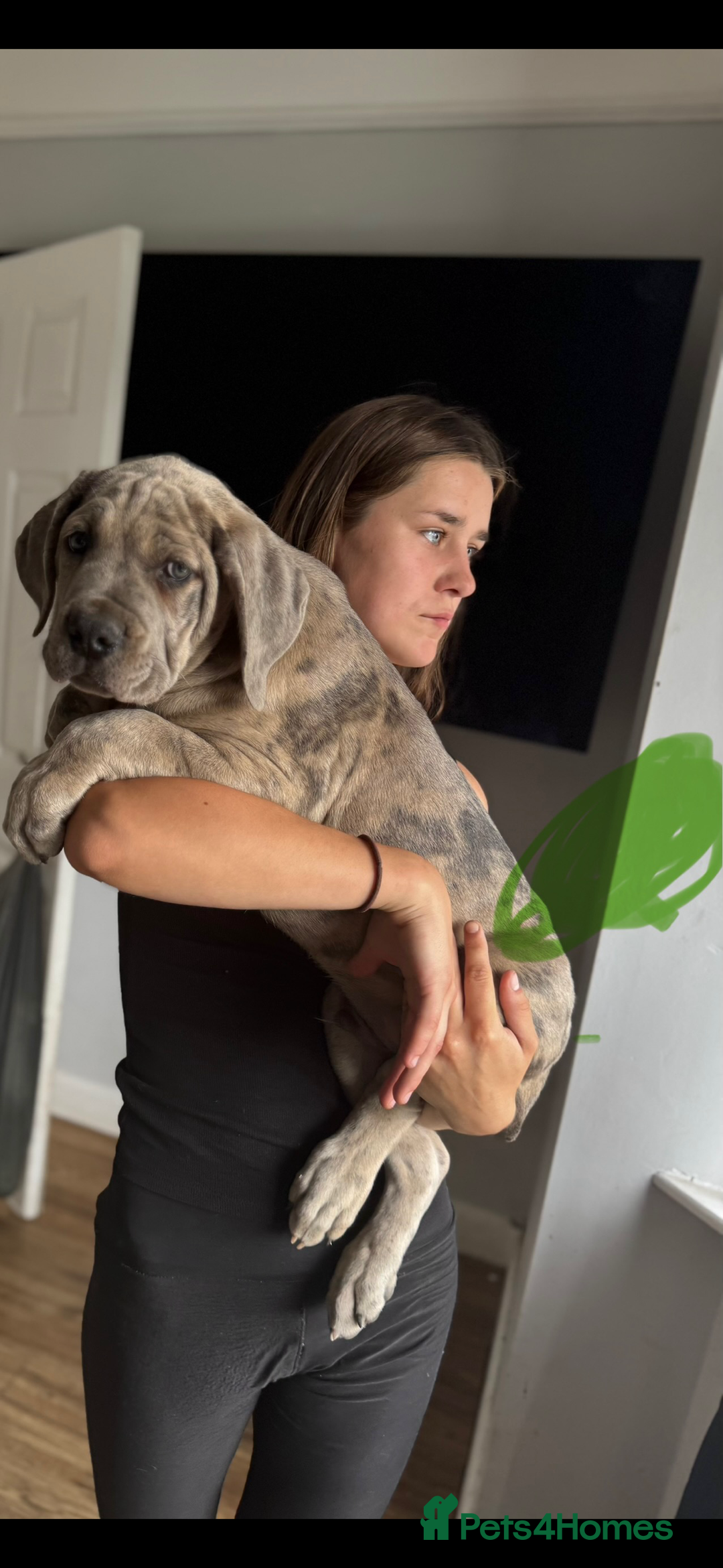 Mixed Breed dogs for sale: TRI MERLE CANE CORSO PUPPIES FOR SALE - Image 30