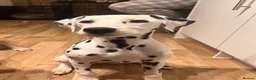 Dalmatian dogs for sale: Dalmatian female  - Advert 1
