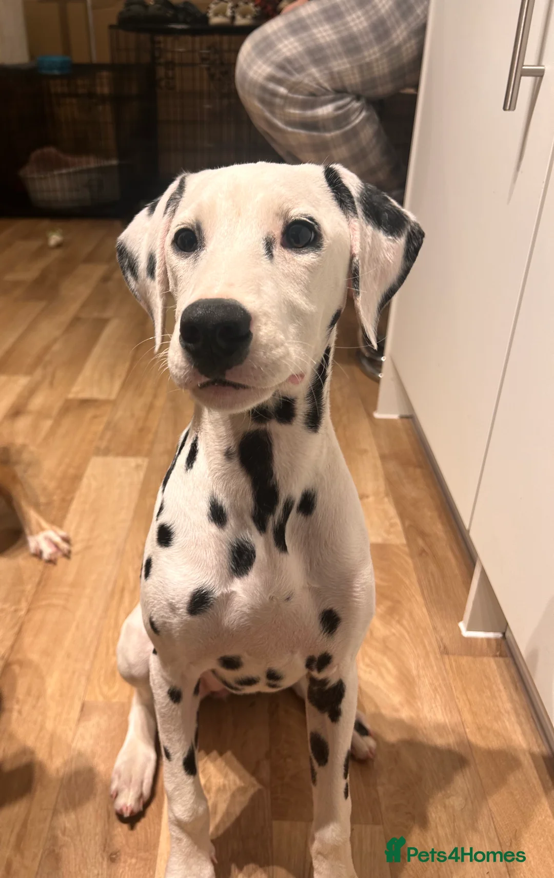 Dalmatian dogs for sale: Dalmatian female  - Advert 1