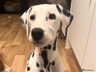 Dalmatian dogs Dalmatian female - Advert 2