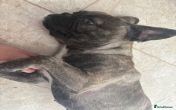 French Bulldog dogs for sale: 2 french bulldogs  - Image 4
