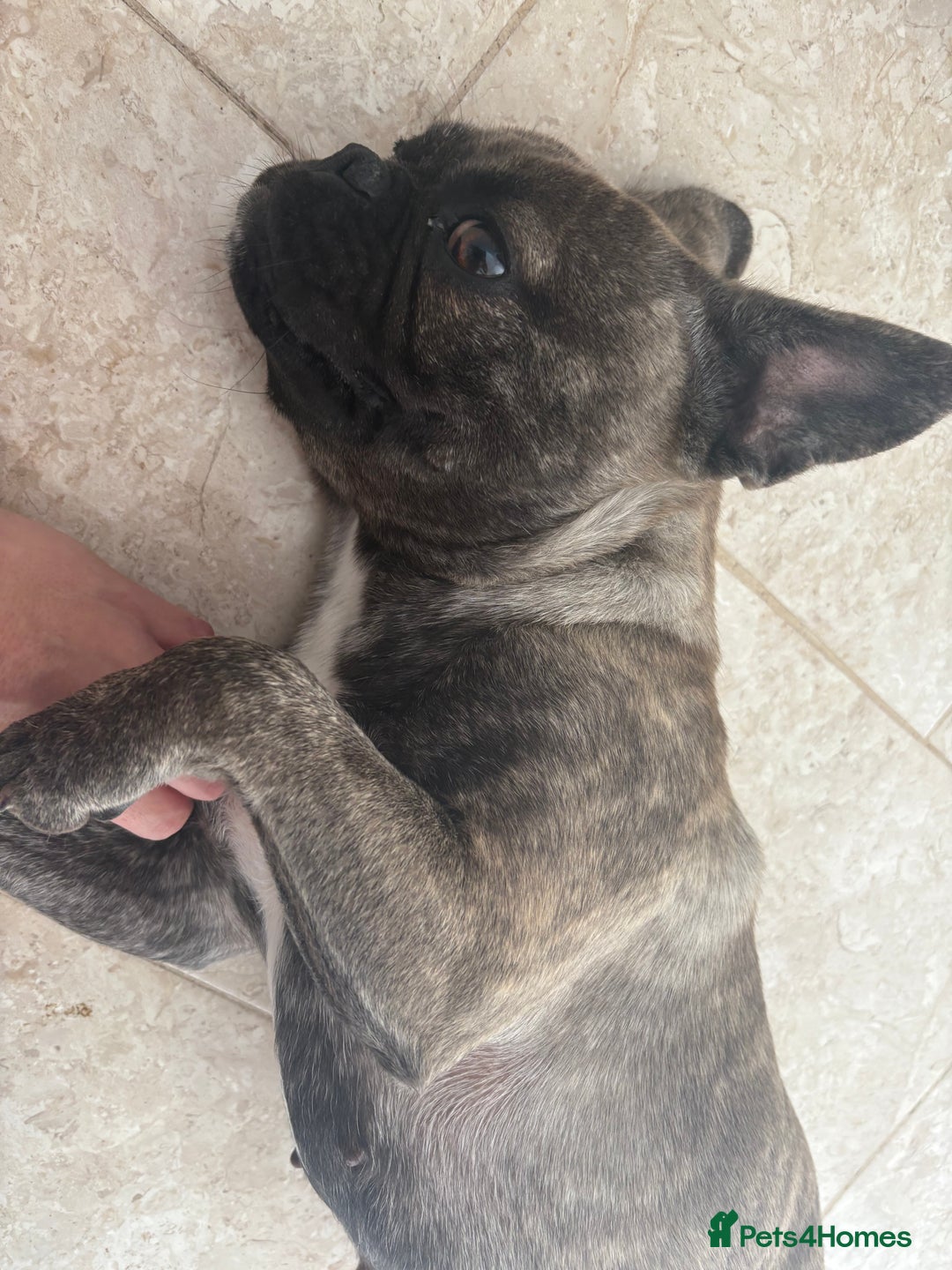 French Bulldog dogs for sale: 2 french bulldogs  - Image 4