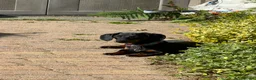 Miniature Dachshund dogs for sale: MALE Miniture Dachshund - Advert 2