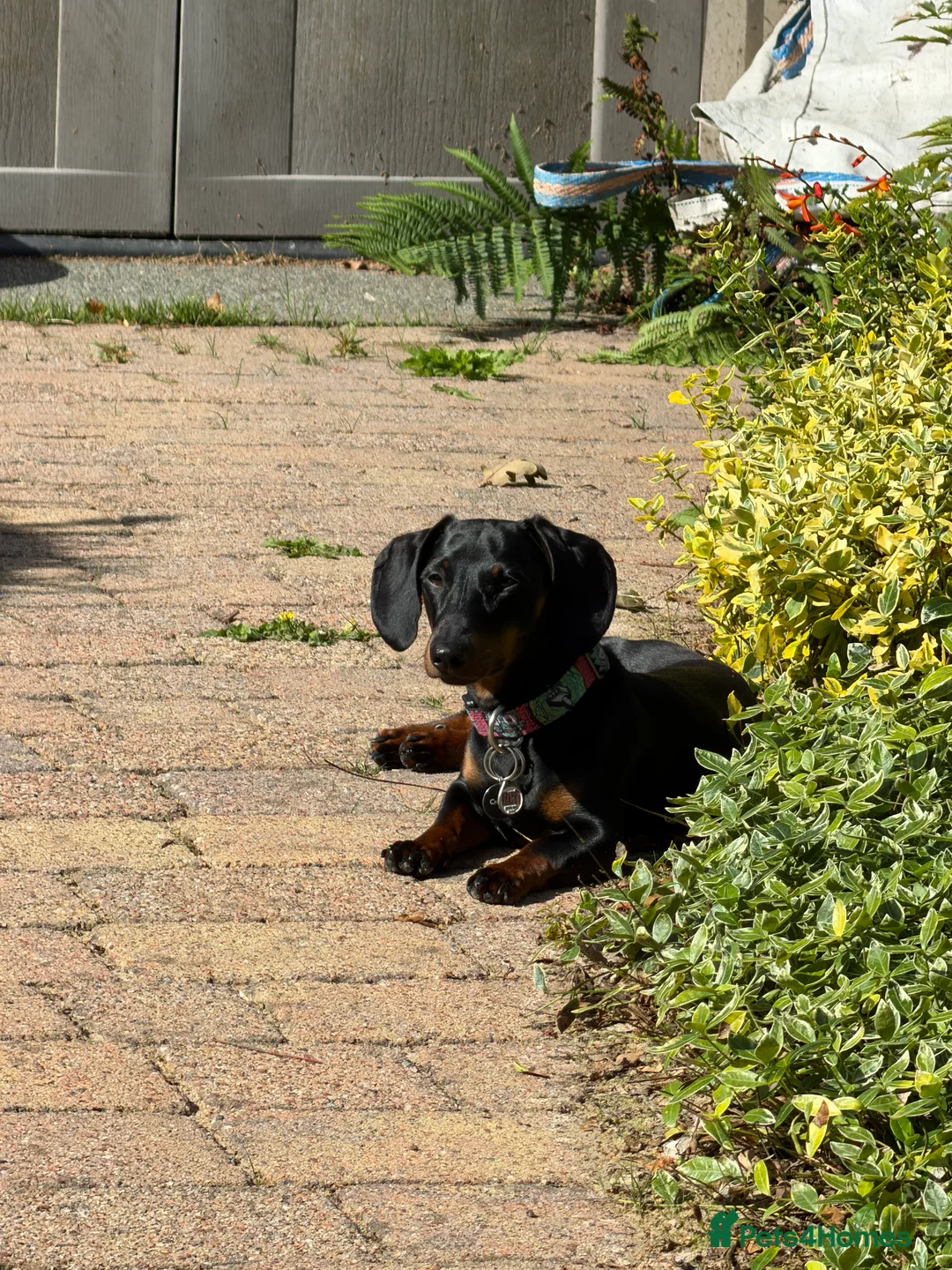 Miniature Dachshund dogs for sale: MALE Miniture Dachshund - Advert 2