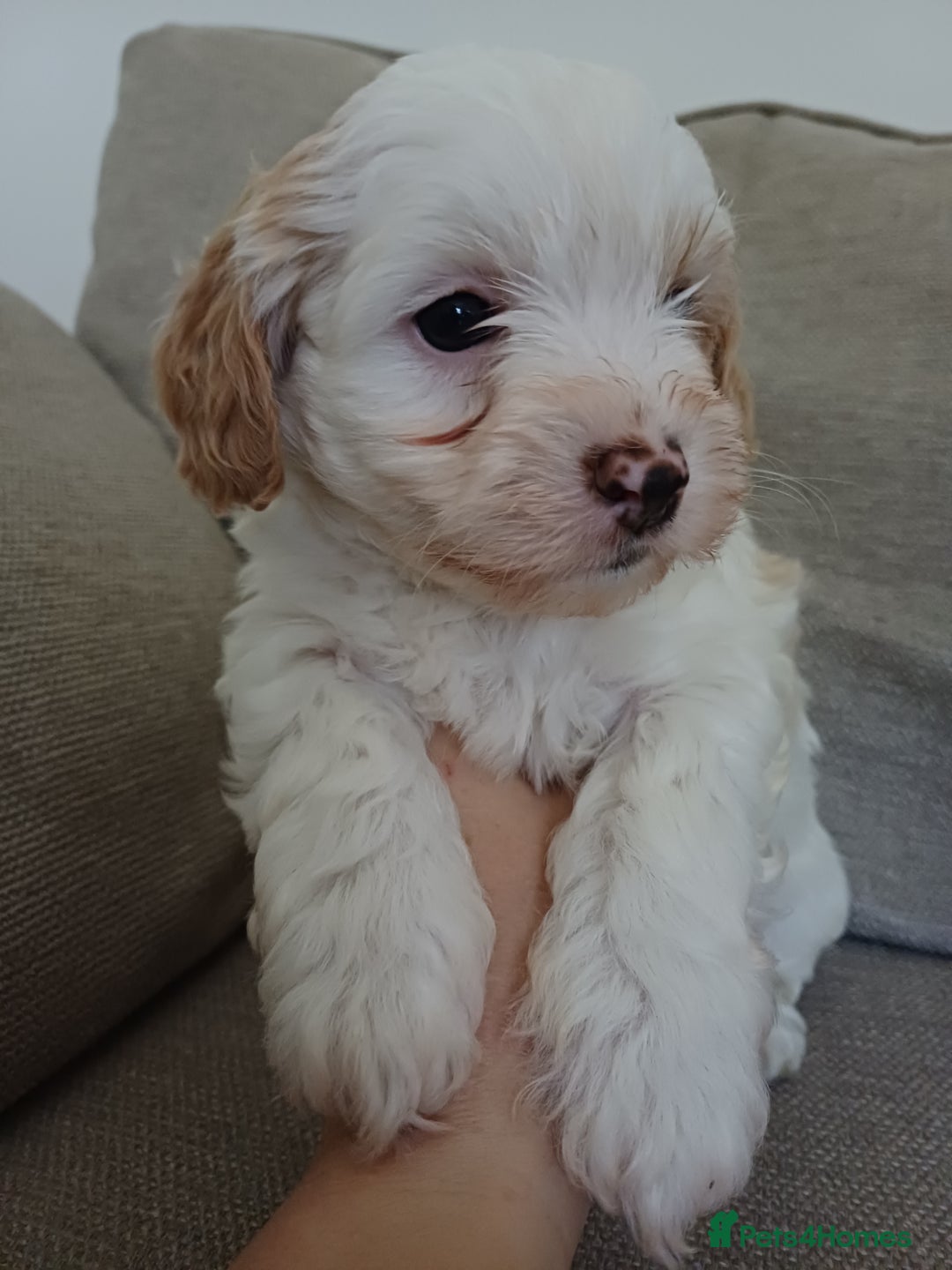 Mixed Breed dogs for sale: Cavapoo puppies available before  **   - Advert 10