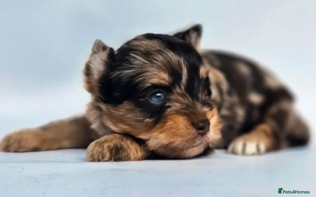 Yorkshire Terrier dogs for sale: Chocolatemerle Yorkie Boy left  - Image 9
