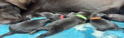 Labrador Retriever dogs for sale: KENNEL CLUB REGISTERED CHOCOLATE LABRADOR PUPPIES  - Advert 13