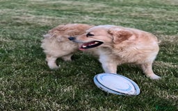 Goldador dogs for sale: Goldador puppies, Labrador x Golden Retiever  - Image 17