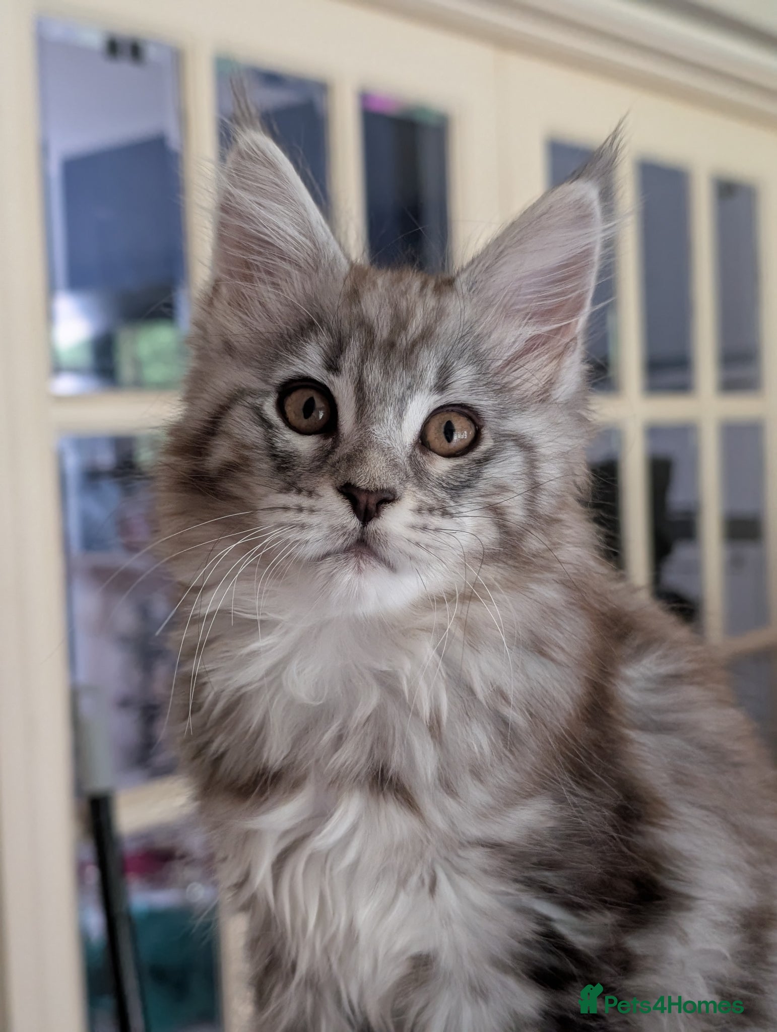 Maine Coon cats Last girl. Tica Registered Maine coon Kittens  - Advert 1